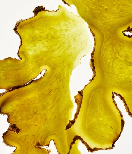 Ginger Extract